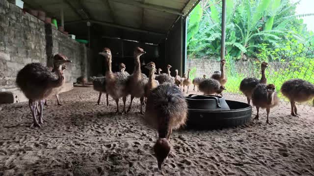 Ostrich Chicks Near Feed Pan