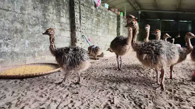 Ostrich Chicks By Brick Wall