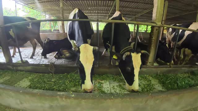 Cows Feeding In Dairy Barn