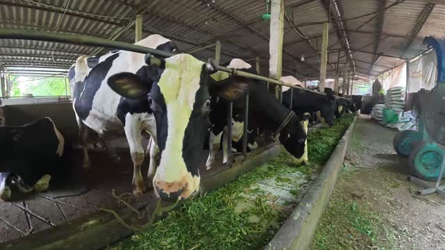 Holstein Cows Feeding At Trough