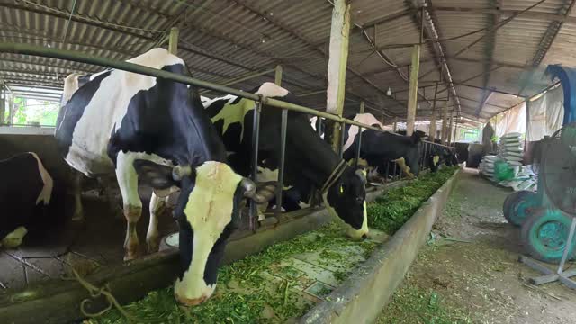 Dairy Cows Eating Fresh Grass