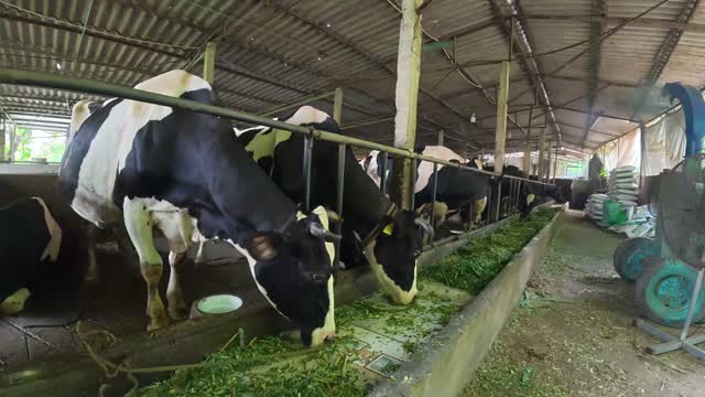 Cattle At Barn Feeding Line