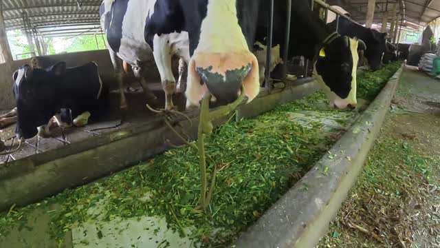 Cow Grazing Near Barn Edge