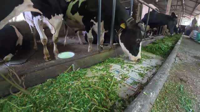 Close Up Cow Eating Grass