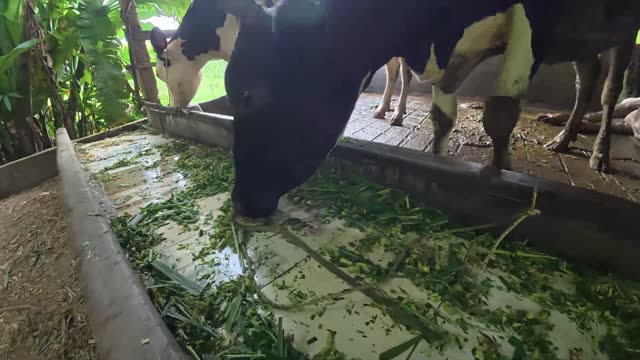 Wide View Of Dairy Barn