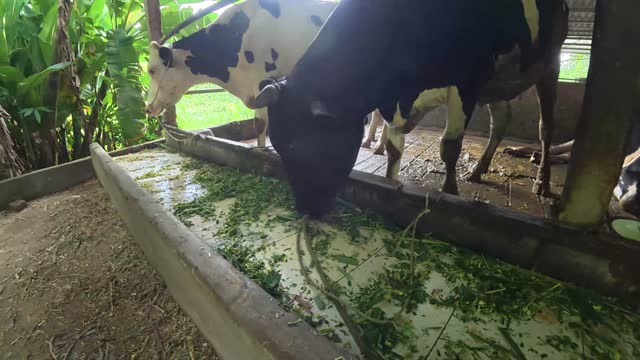 Dairy Cattle Barn Interior