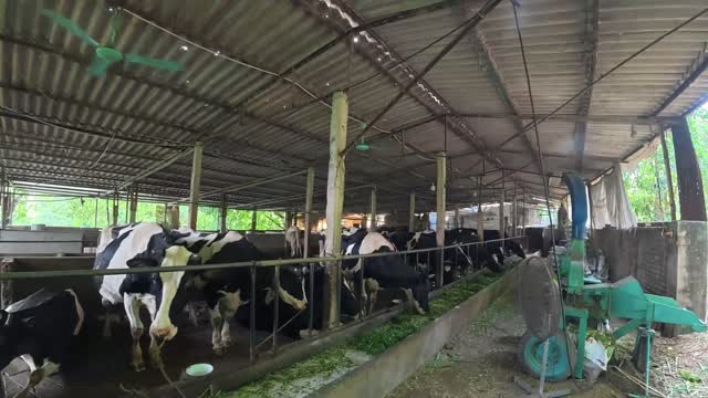 Dairy Cows In Barn Stalls