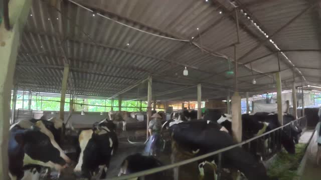 Cows Feeding With Worker Nearby