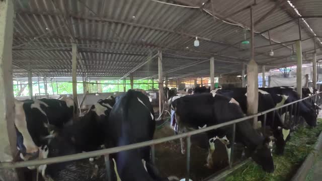 Holstein Herd At Feeding Trough