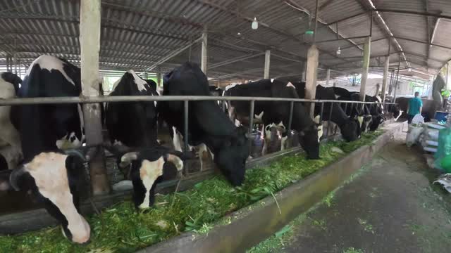 Cattle Eating At Feed Trough