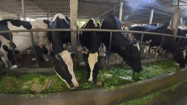 Cows Eating At Curved Trough