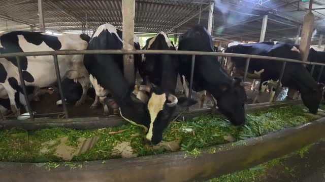 Cattle Feeding In The Barn