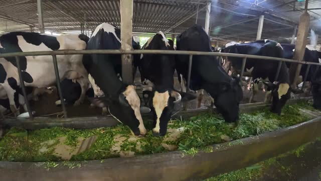 Close Up Cows At Trough