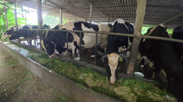 Holstein Cows Feeding Side View