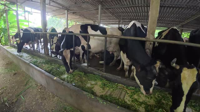 Cows Standing At Feed Trough