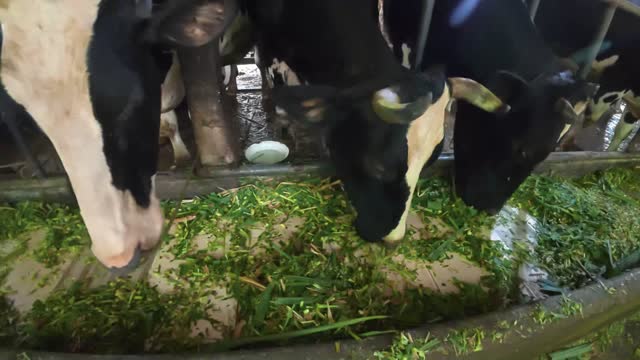 Cows Feeding On Barn Floor