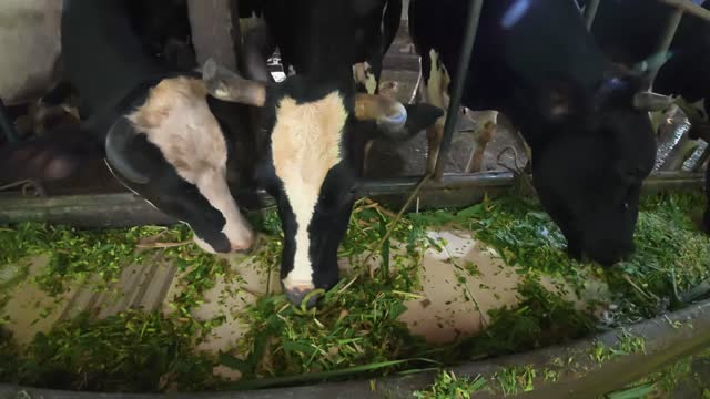 Dairy Cow Faces At Trough