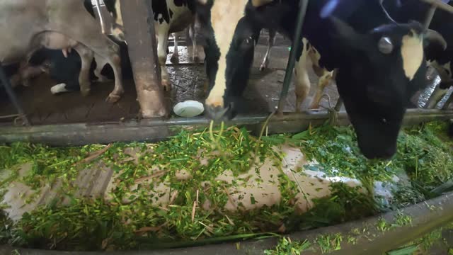 Wide View Inside Cow Barn