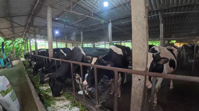 Dairy Cows Feeding In Row