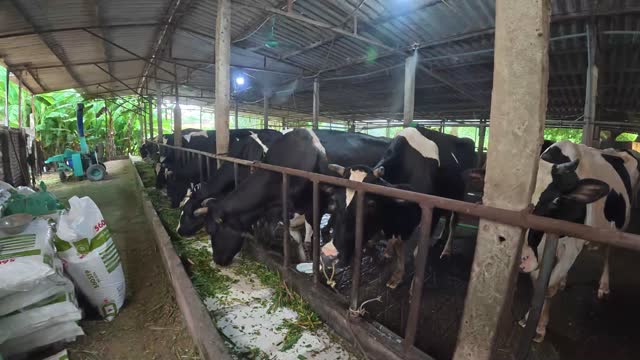 Cattle At Barn Feeding Line