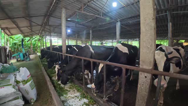 Cows Eating Along The Trough