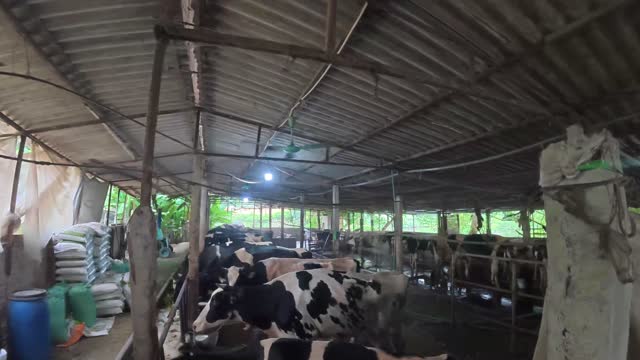 Wide View Of Cattle Shed