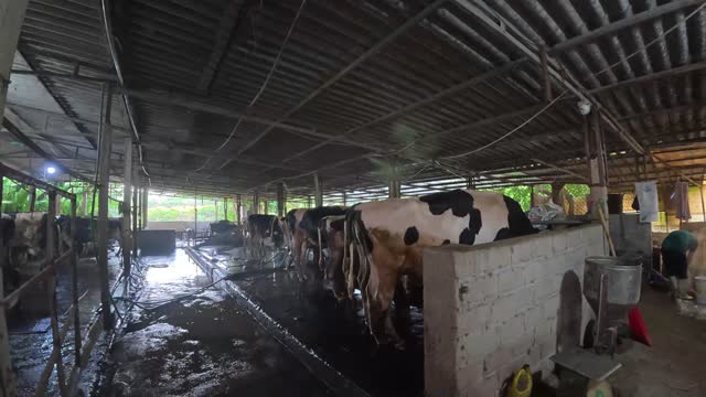 Cows Standing In Wet Aisle