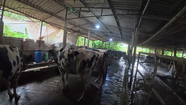 Cows Walking Through Barn