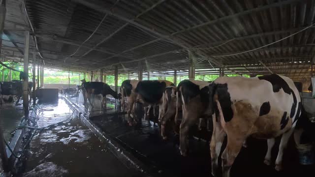 Dairy Herd In The Barn