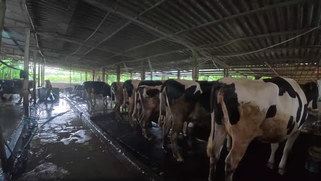 Cattle Standing In Stalls