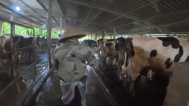 Worker Tending Cows In Barn