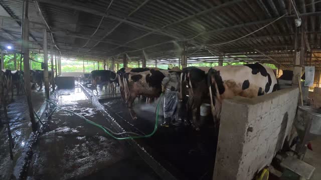 Farmer Washing Dairy Cattle