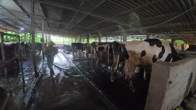 Cleaning The Cow Barn