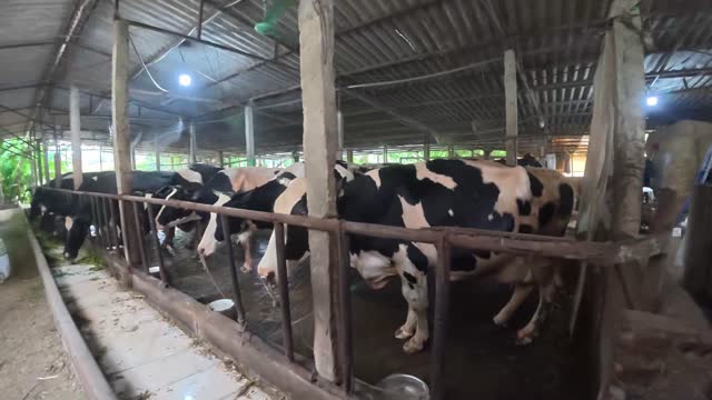Cows At Barn Rail Fence