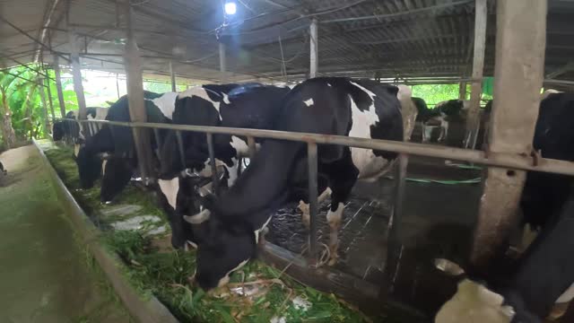 Holstein Cows Behind Fence