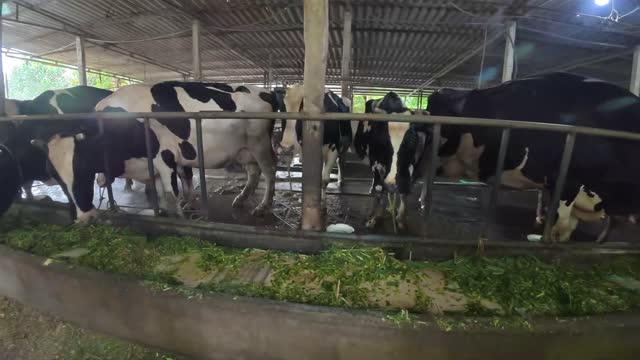 Cattle Along Barn Railing