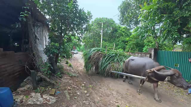 Buffalo Cart Carrying Grass