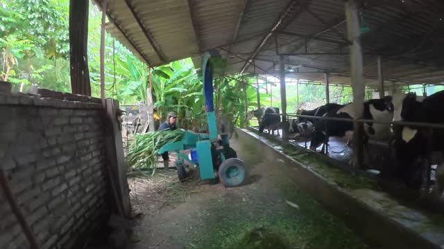 Worker Operating Grass Chopper