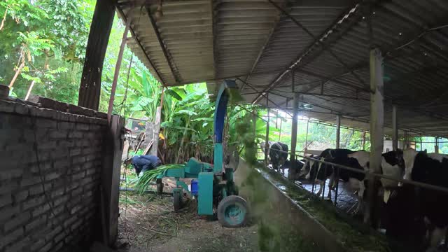 Chopping Grass For Cattle