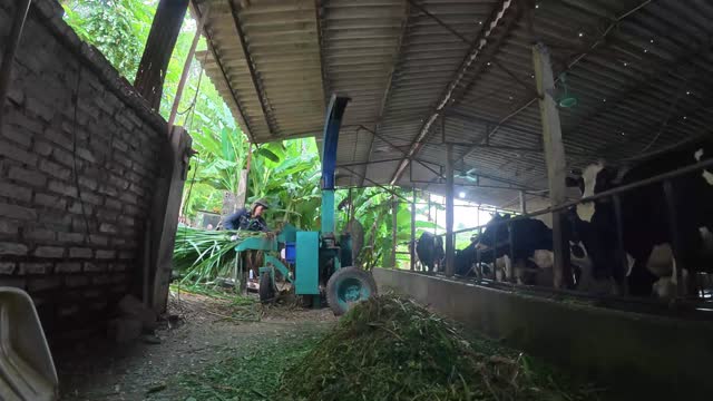 Feeding Grass Into Chopper