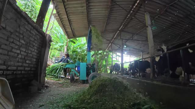 Grass Chopper Spraying Feed
