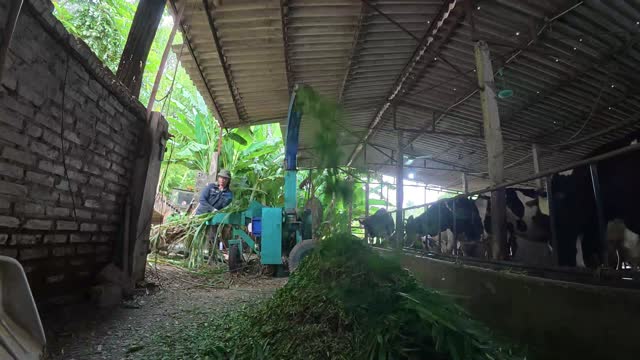 Chopped Grass Blown To Trough