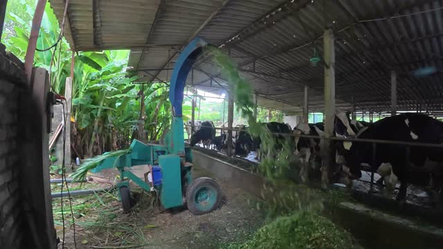 Worker Carrying Grass To Machine