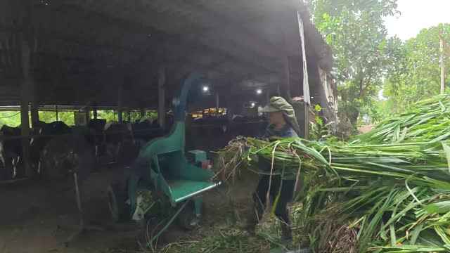 Worker Sorting Fresh Grass
