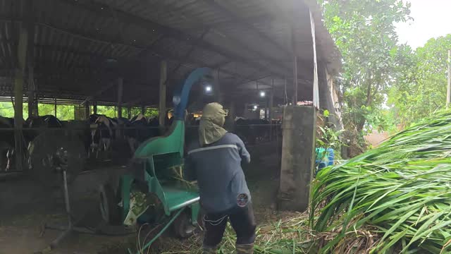 Preparing Feed For Dairy Cows