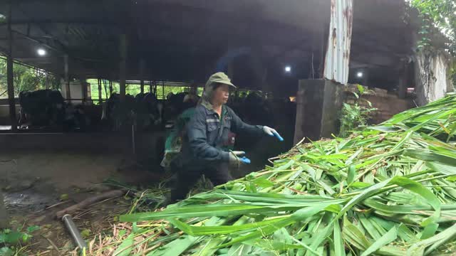 Worker Tending Cows At Milking
