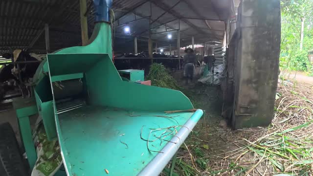 Washing A Dairy Cow