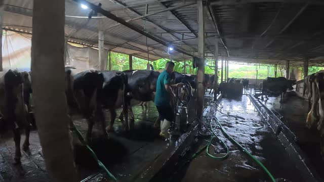 Milking Machine In The Barn