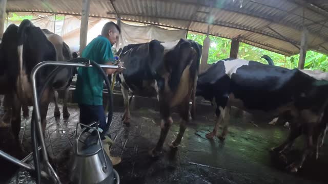 Cows At The Milking Area