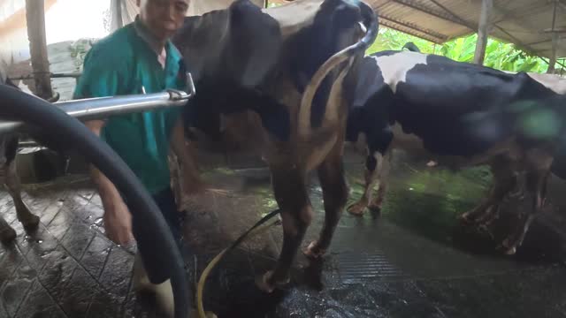 Dairy Milking Setup Closeup